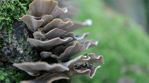 4-mushrooms