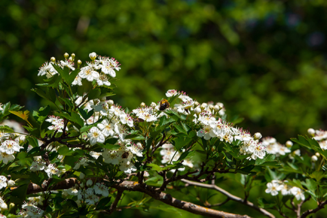 Flowering hawthorn