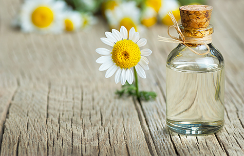 Essential camomile oil in glass bottle with fresh chamomile flowers, fragrant daisy oil, beauty treatment
