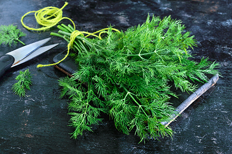 A bunch of fresh organic dill on a black vintage rustic background, tied with green twine and kitchen scissors. Freshly cut greens.