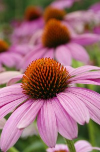 Echinacea plant in the foreground