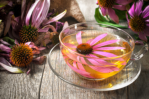 Cup of echinacea tea on wooden table