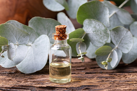 A bottle of eucalyptus essential oil with eucalyptus leaves