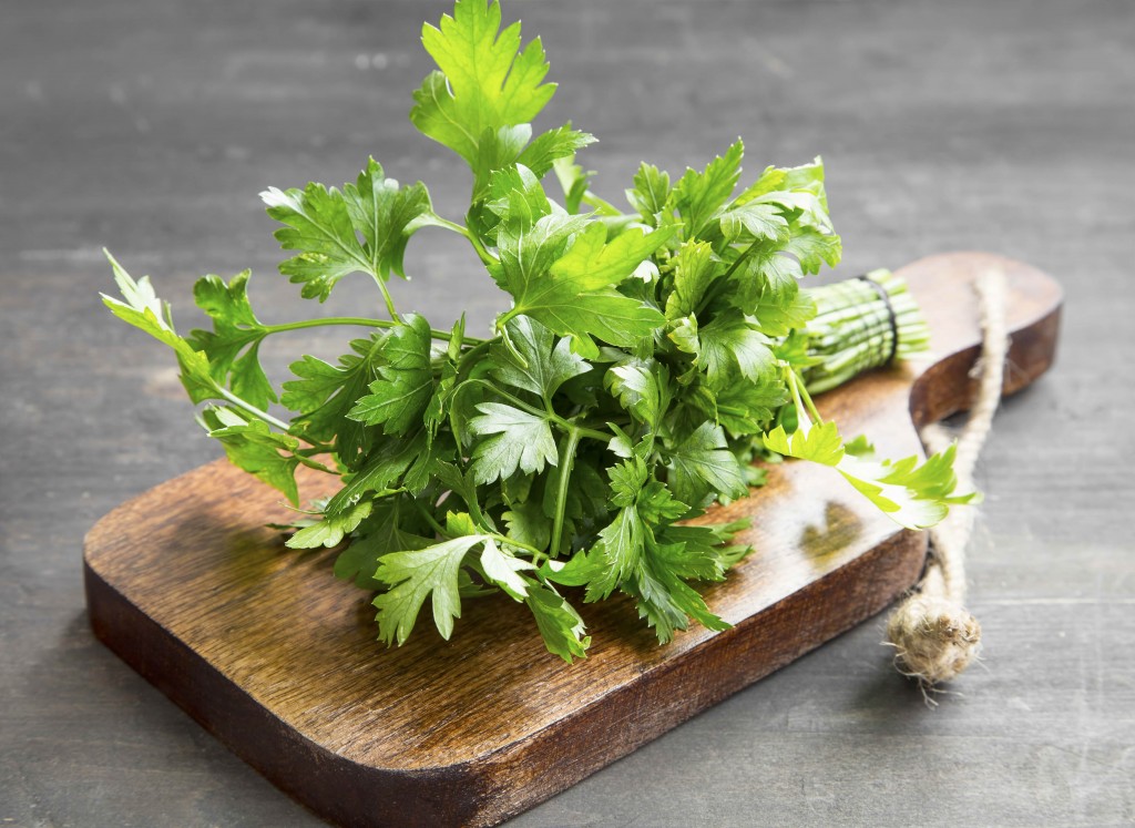 Parsley Culinary Herb on a Cutting Wooden Board