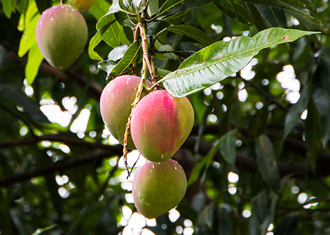 Ripening mangoes hanging from the tree.