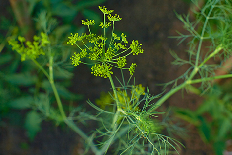 Flowering dill herbs plant