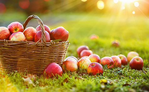 Apples in a Basket Outdoor