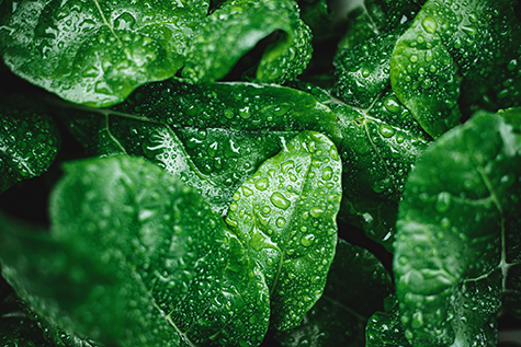 Green leaves with dew drops