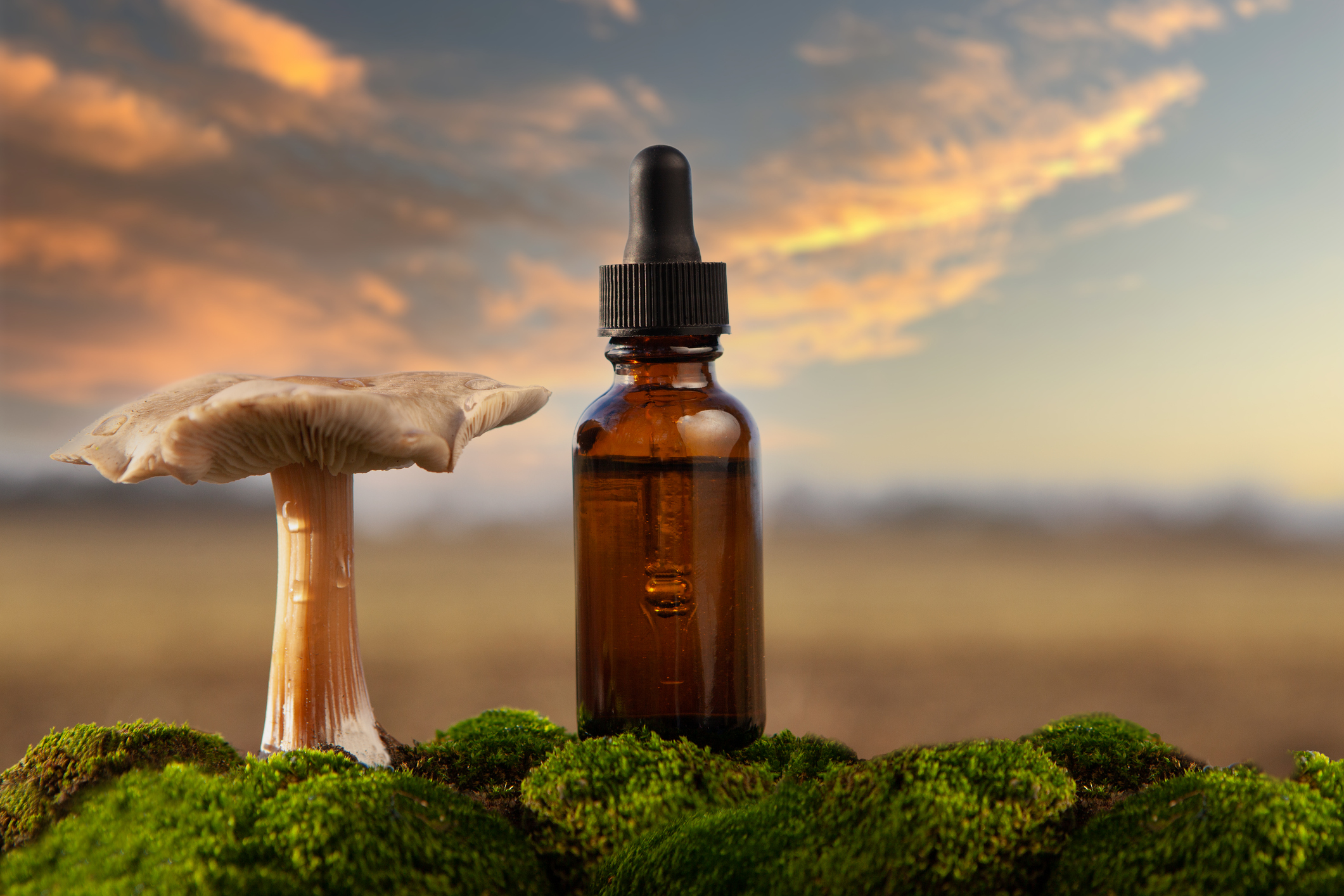 Medicinal mushroom extract or Psychedelic mushrooms. CONCEPT