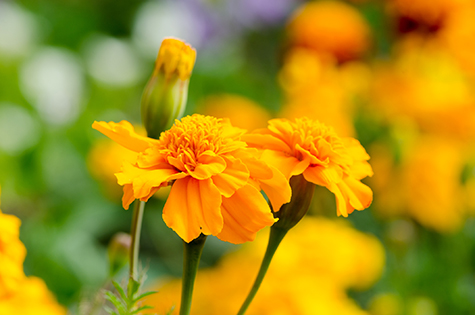 marigolds, bright flowers close up