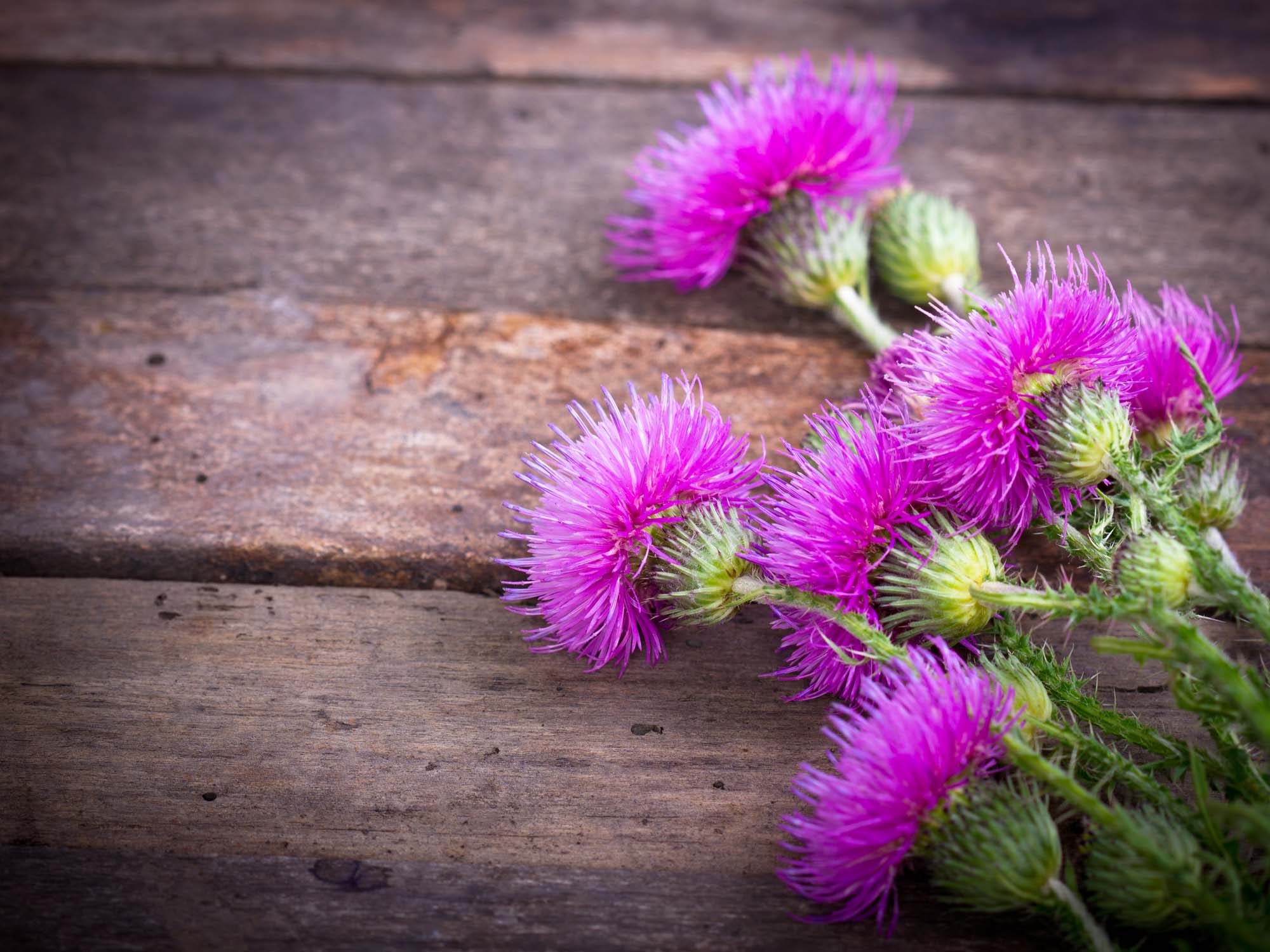 Burdock on the wooden background
