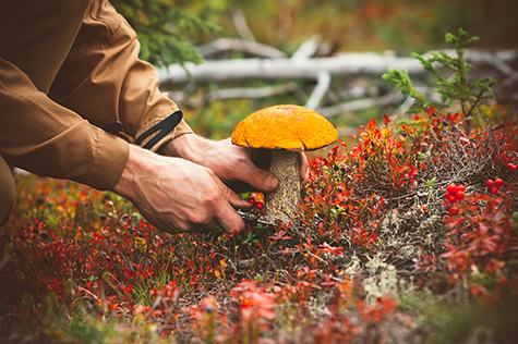 Man hands picking Mushroom orange cap boletus fresh organic food
