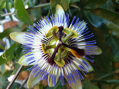 Flowering of a passion flower Passiflora as a climbing plant