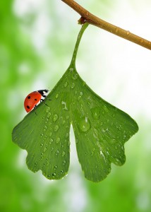 ginkgo biloba leaf with dew drops