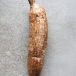Manioc root 