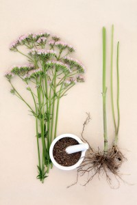 Valerian flower herb 