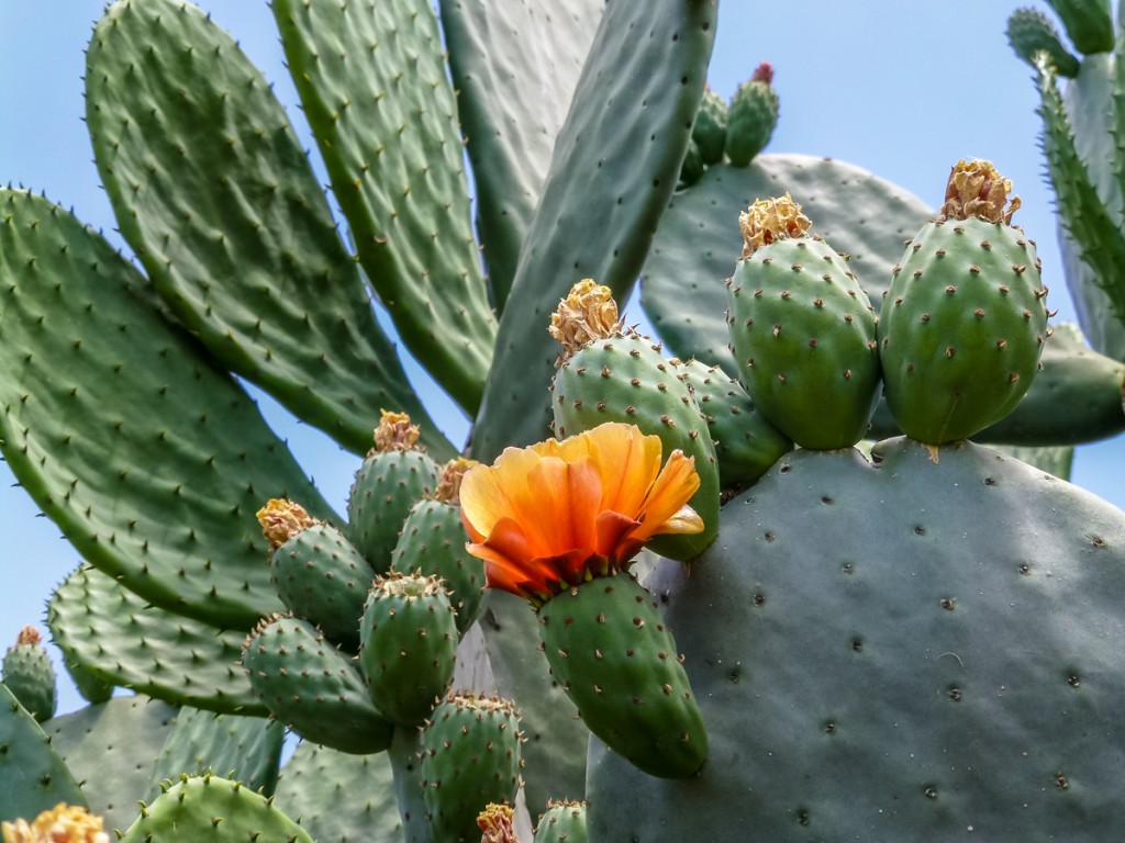 Prickly Pear with cactus fruits and flower