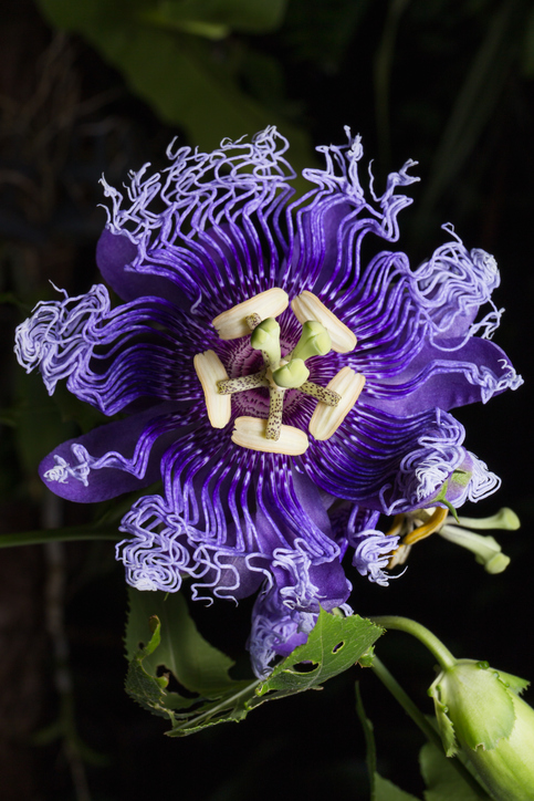 Close up photo of Passiflora incarnata flower in botanic garden.