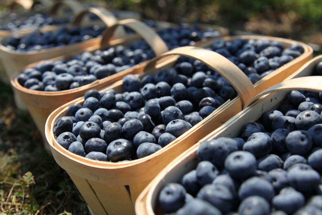 Fresh blueberries in harvest baskets