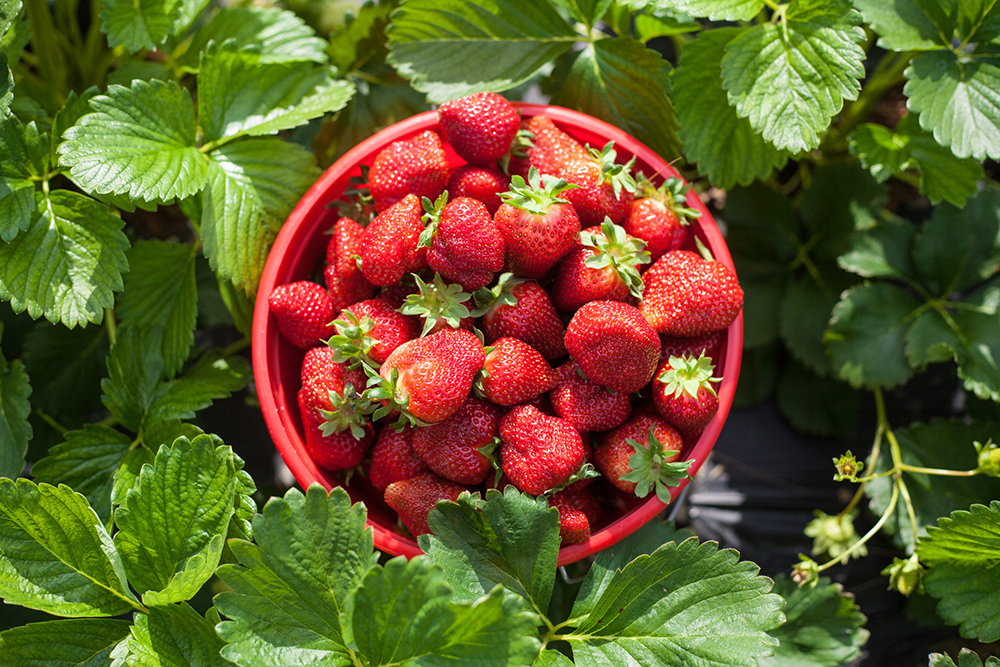 Bucket of Strawberries in a Strawberry field