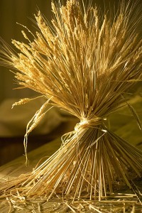 Close-up of a bundle of wheat