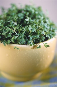 Thyme in bowl, close-up