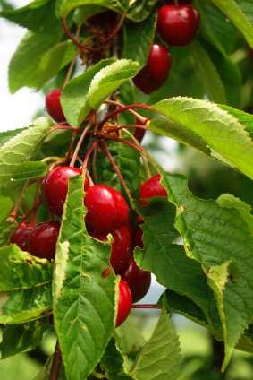 cherry tree-foodtrients