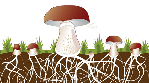 mushroom-promo