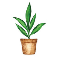 plant (002)
