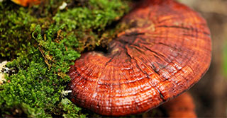 reishi-mushroom-