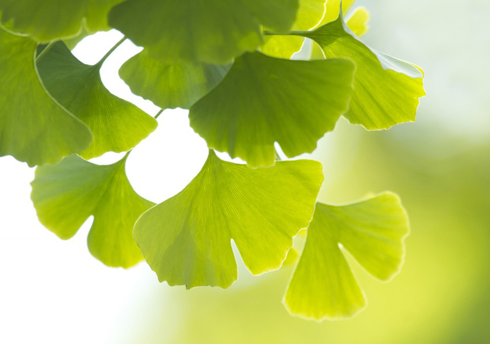 Ginko-leaves-ThinkstockPhotos-164037752-960px